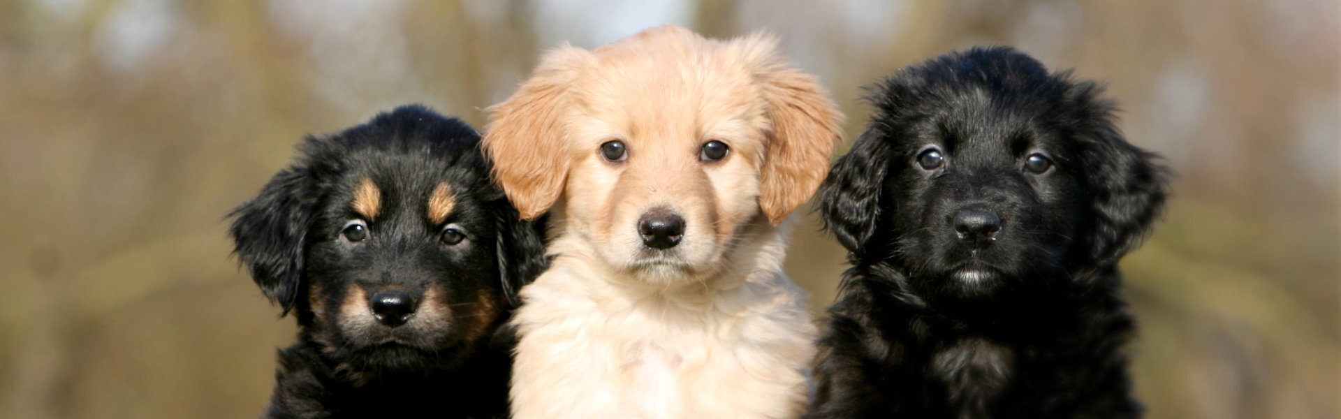 1920-600-hovawarts-puppies-frontaal