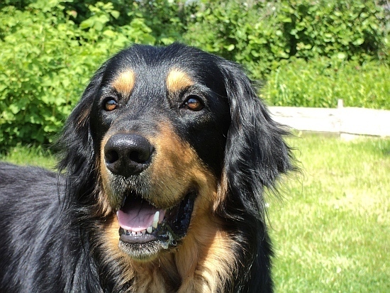 2023-07 Hallvor vom D&uuml;ringer Moor