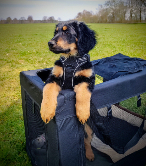 2023-11 Aminna Von Streifenh&uuml;gel