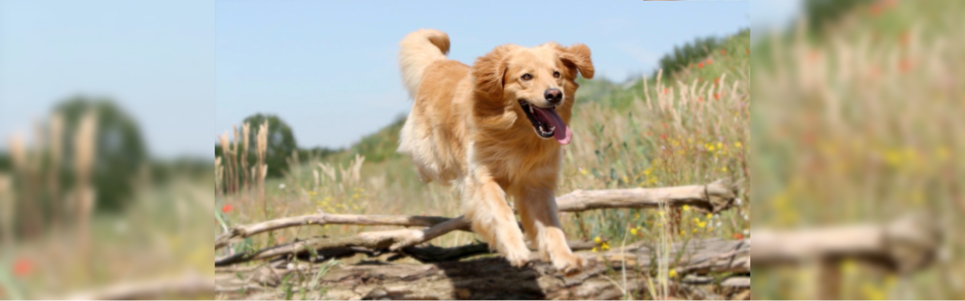 bl-hovawart-zomerweide-banner-mobiel