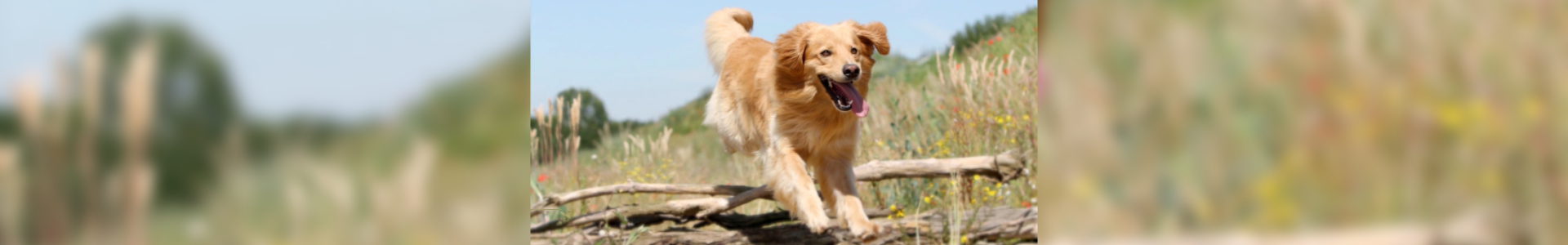 bl-hovawart-zomerweide-banner