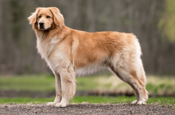 boss-of-happy-heroes