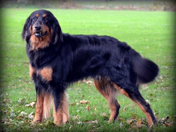 Amos van Keizerin Ankashof