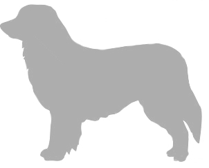 hovawartsilhouetoppo