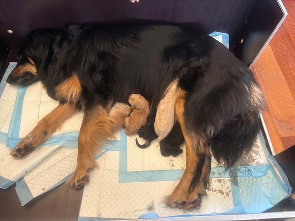 Saba pups afb1