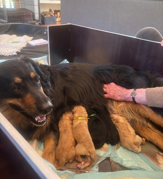 Saba pups afb1